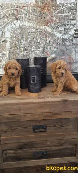 Ev Ortaminda Anne Altindan Toy Poodle Bebekler:) 5