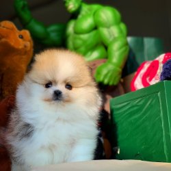 Ev Ortamında Bakılabilcek Teacup En Iyi Pomeranian Irkı 1