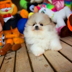 Ev Ortamında Bakılabilcek Teacup En Iyi Pomeranian Irkı 5