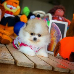 Ev Ortamında Bakılabilcek Teacup En Iyi Pomeranian Irkı 4