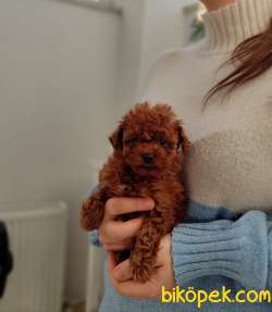 Ev Ortamında Büyüyen Toy Poodle Bebekler 3