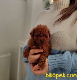 Ev Ortamında Büyüyen Toy Poodle Bebekler 5