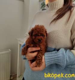 Ev Ortamında Büyüyen Toy Poodle Bebekler 4