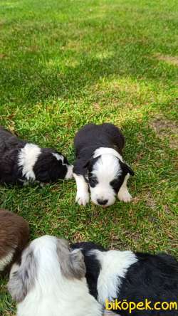 Ev Üretimi Border Collie Bebekleri 5