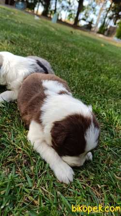 Ev Üretimi Border Collie Bebekleri 2