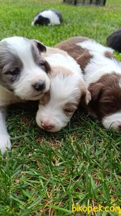 Ev Üretimi Border Collie Bebekleri 1