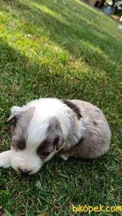 Ev Üretimi Border Collie Bebekleri 4