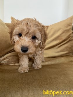 Ev Uretimi Disi Toy Poodle 1
