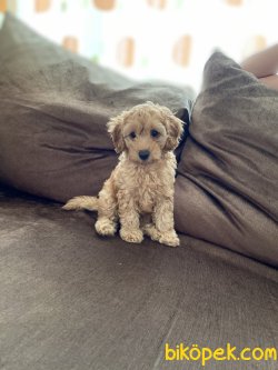 Ev Uretimi Disi Toy Poodle 3