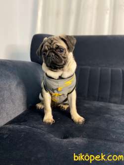 EV ÜRETİMİ DÜNYA TATLISI PUG!!!!! (TÜM EŞYALARIYLA) 4