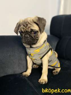 EV ÜRETİMİ DÜNYA TATLISI PUG!!!!! (TÜM EŞYALARIYLA) 1