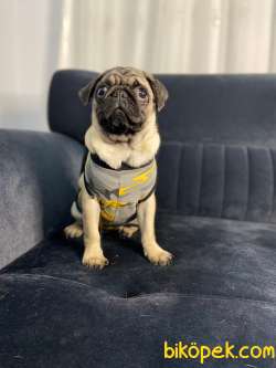 EV ÜRETİMİ DÜNYA TATLISI PUG!!!!! (TÜM EŞYALARIYLA) 5