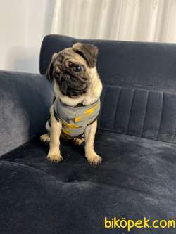 EV ÜRETİMİ DÜNYA TATLISI PUG!!!!! (TÜM EŞYALARIYLA) 3