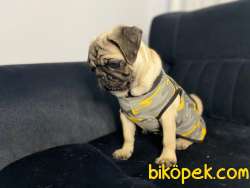 EV ÜRETİMİ DÜNYA TATLISI PUG!!!!! (TÜM EŞYALARIYLA) 2