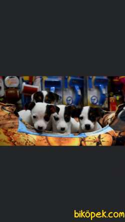 Ev Üretimi Jack Russel Yavrular 2