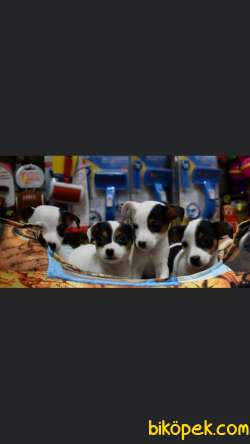 Ev Üretimi Jack Russel Yavrular 1