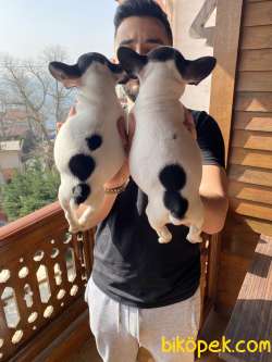 EV ÜRETİMİ KISA BACAK FRENCHBULLDOG YAVRULAR 5