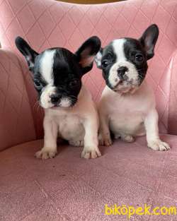 EV ÜRETİMİ KISA BACAK FRENCHBULLDOG YAVRULAR 3