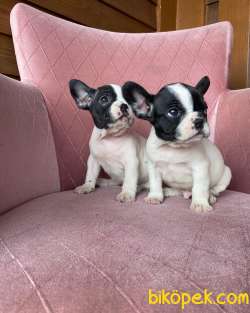 EV ÜRETİMİ KISA BACAK FRENCHBULLDOG YAVRULAR 4