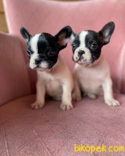 EV ÜRETİMİ KISA BACAK FRENCHBULLDOG YAVRULAR 1