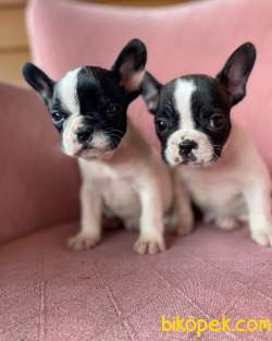 EV ÜRETİMİ KISA BACAK FRENCHBULLDOG YAVRULAR 2