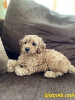 Ev Uretimi Secereli Disi Toy Poodle  5