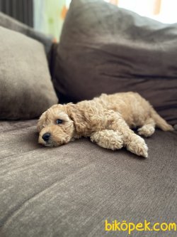 Ev Uretimi Secereli Disi Toy Poodle  3