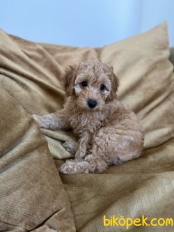 Ev Uretimi Secereli Disi Toy Poodle  4