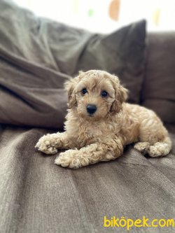 Ev Uretimi Secereli Disi Toy Poodle  2