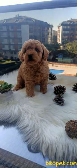 EV ÜRETİMİ SHOW KALİTE DİŞİ TOY POODLE 1
