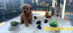 EV ÜRETİMİ SHOW KALİTE DİŞİ TOY POODLE 4