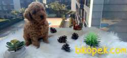EV ÜRETİMİ SHOW KALİTE DİŞİ TOY POODLE 5