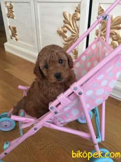 EV ÜRETİMİ SHOW KALİTE DİŞİ TOY POODLE 2