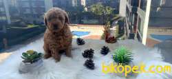 EV ÜRETİMİ SHOW KALİTE DİŞİ TOY POODLE 3