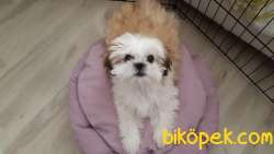 Evcil Shih Tzu Ilanı 3