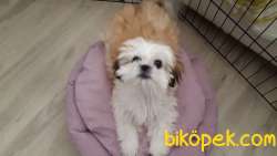 Evcil Shih Tzu Ilanı 2