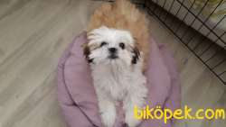 Evcil Shih Tzu Ilanı 1