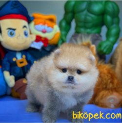Evde Bakıma En Uygun Ayıcık Surat Irkı Pomeranian Boo 1