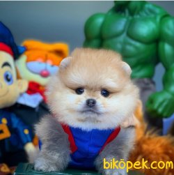 Evde Bakıma En Uygun Ayıcık Surat Irkı Pomeranian Boo 3