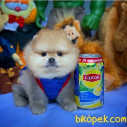 Evde Bakıma En Uygun Ayıcık Surat Irkı Pomeranian Boo 4