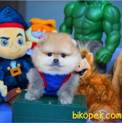Evde Bakıma En Uygun Ayıcık Surat Irkı Pomeranian Boo 2