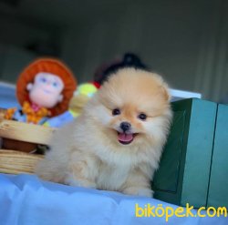 Evde Bakıma En Uygun Irk TeaCup Boy Pomeranian Boo 2