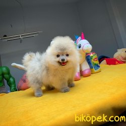 Evde Bakıma En Uygun TeaCup Boy Pomeranian Boo 3