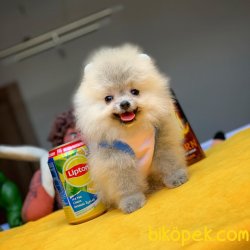 Evde Bakıma En Uygun TeaCup Boy Pomeranian Boo 1