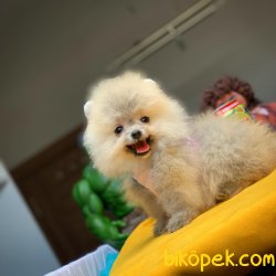Evde Bakıma En Uygun TeaCup Boy Pomeranian Boo 2