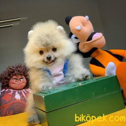 Evde Bakıma En Uygun TeaCup Boy Pomeranian Boo 4