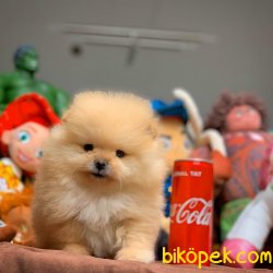 Evde Bakıma Uygun Muhteşem Büyümeyen Pomeranian Boo 3