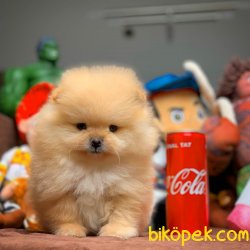 Evde Bakıma Uygun Muhteşem Büyümeyen Pomeranian Boo 1