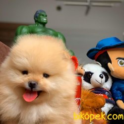 Evde Bakıma Uygun Muhteşem Büyümeyen Pomeranian Boo 2