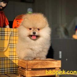 Evde Bakıma Uygun Tüy Dökmeyen Pomeranian Boo Yavruları 4